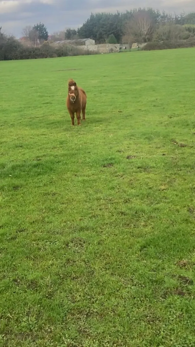 Fela Bella Mare - Image 4