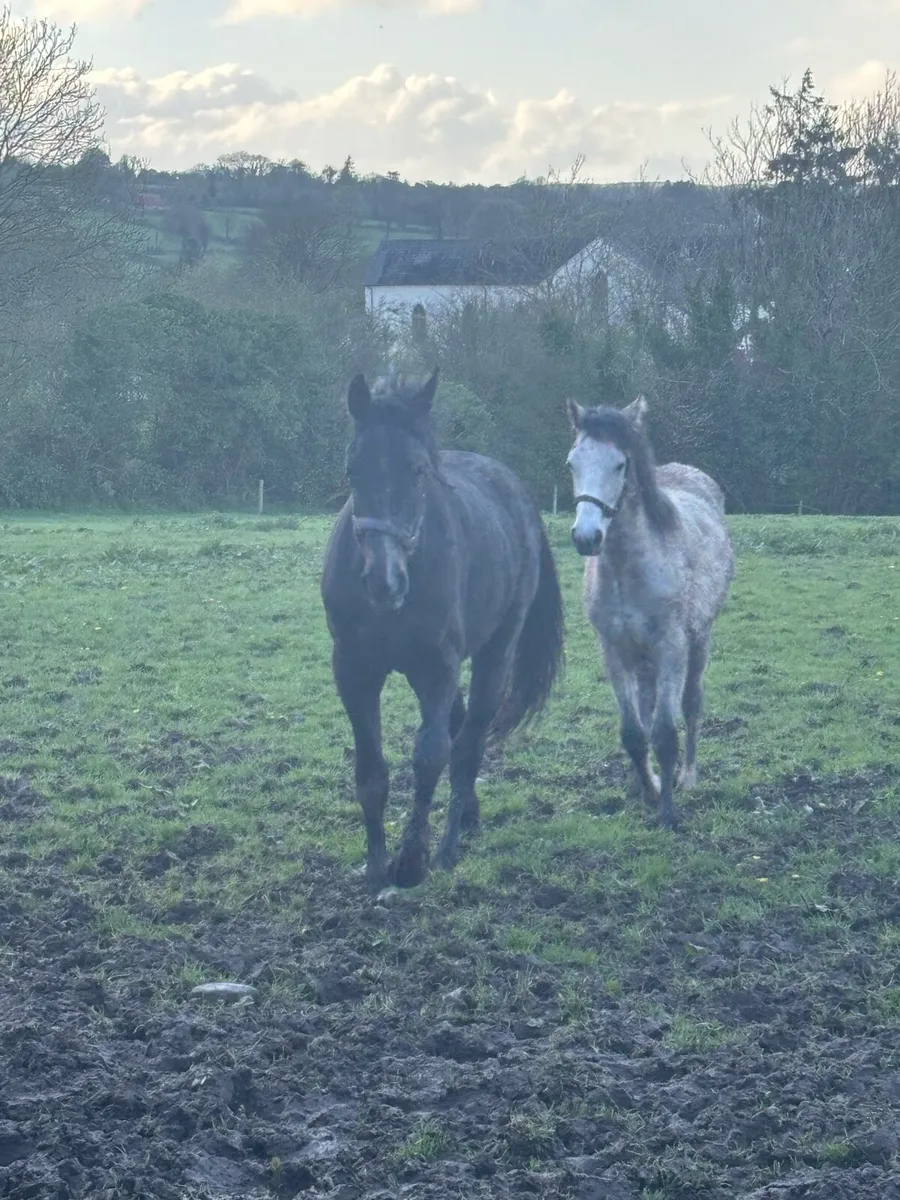 2 year old gelding - Image 4