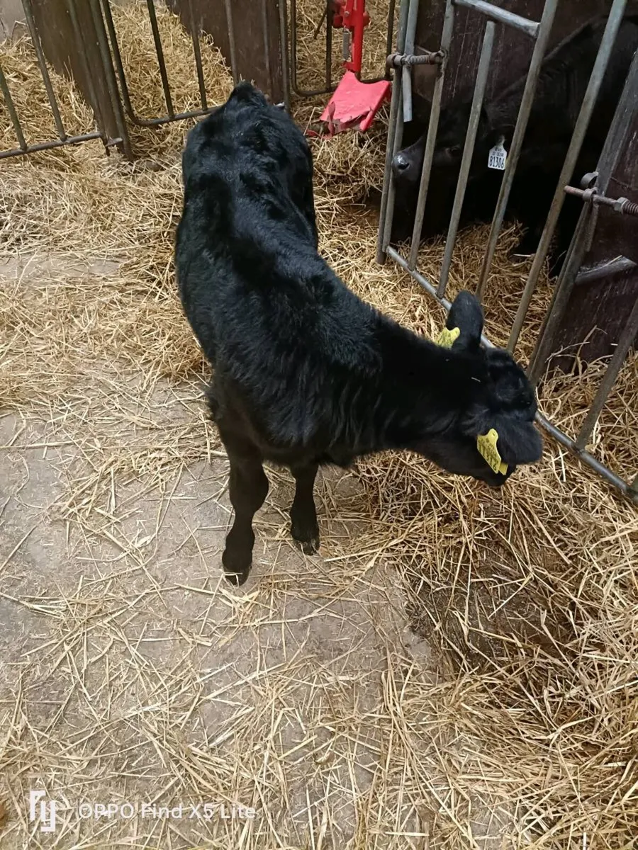 Calves - Image 1