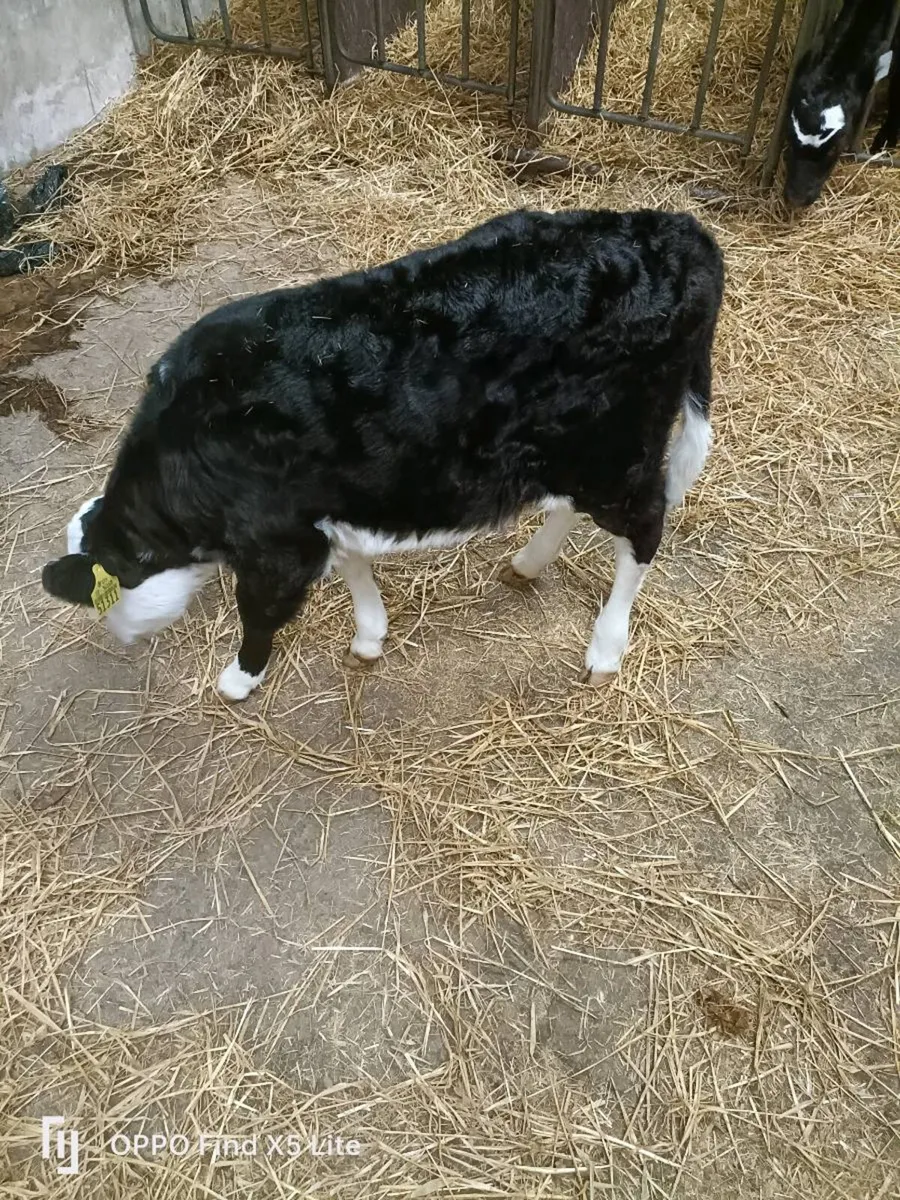 Calves - Image 3