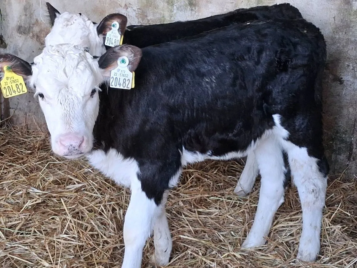 5 Super Quality Hereford Heifer Calves - Image 3