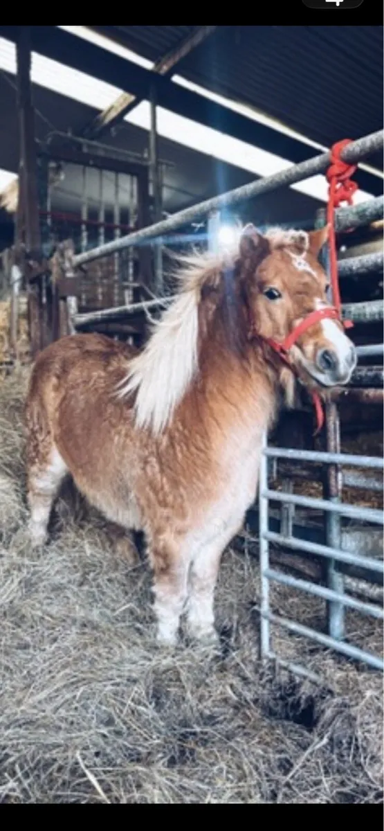 Shetland pony
