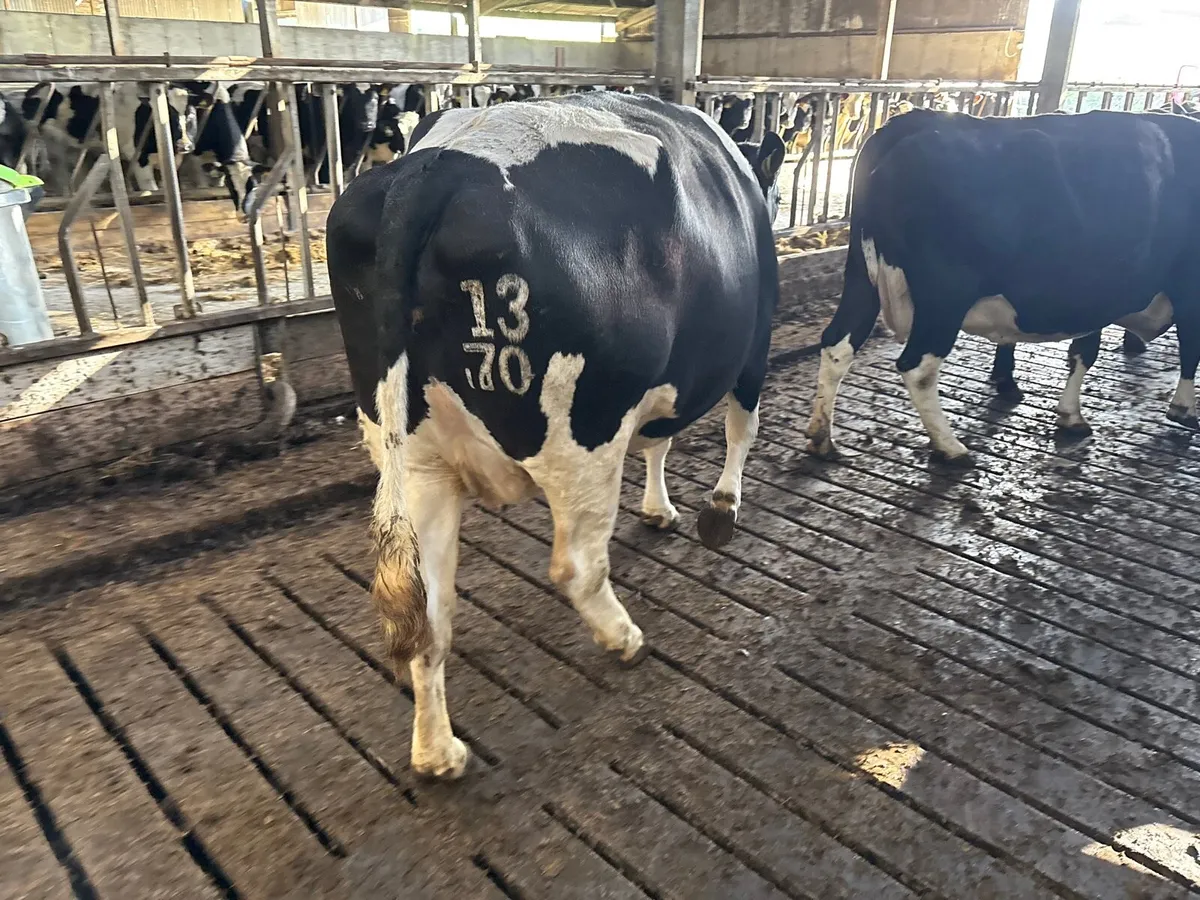 Empty cows - Image 1