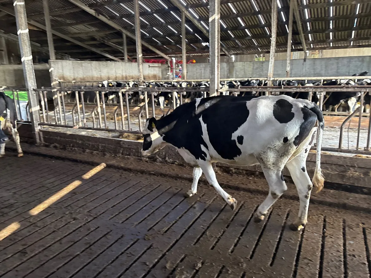 Empty cows - Image 2