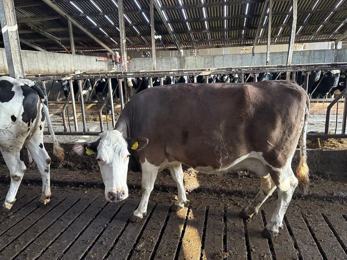 Empty cows - Image 3