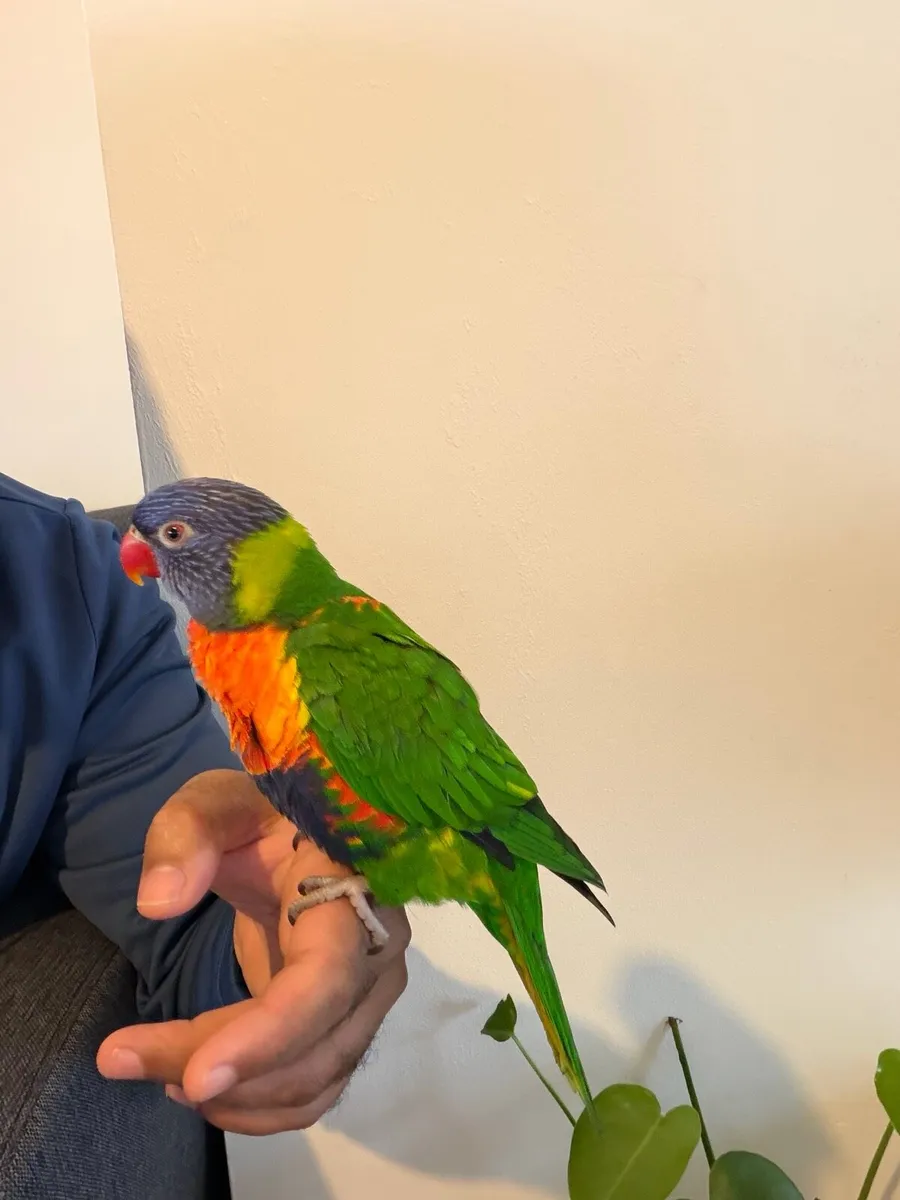 Hand reared rainbow lorikeet tame - Image 1