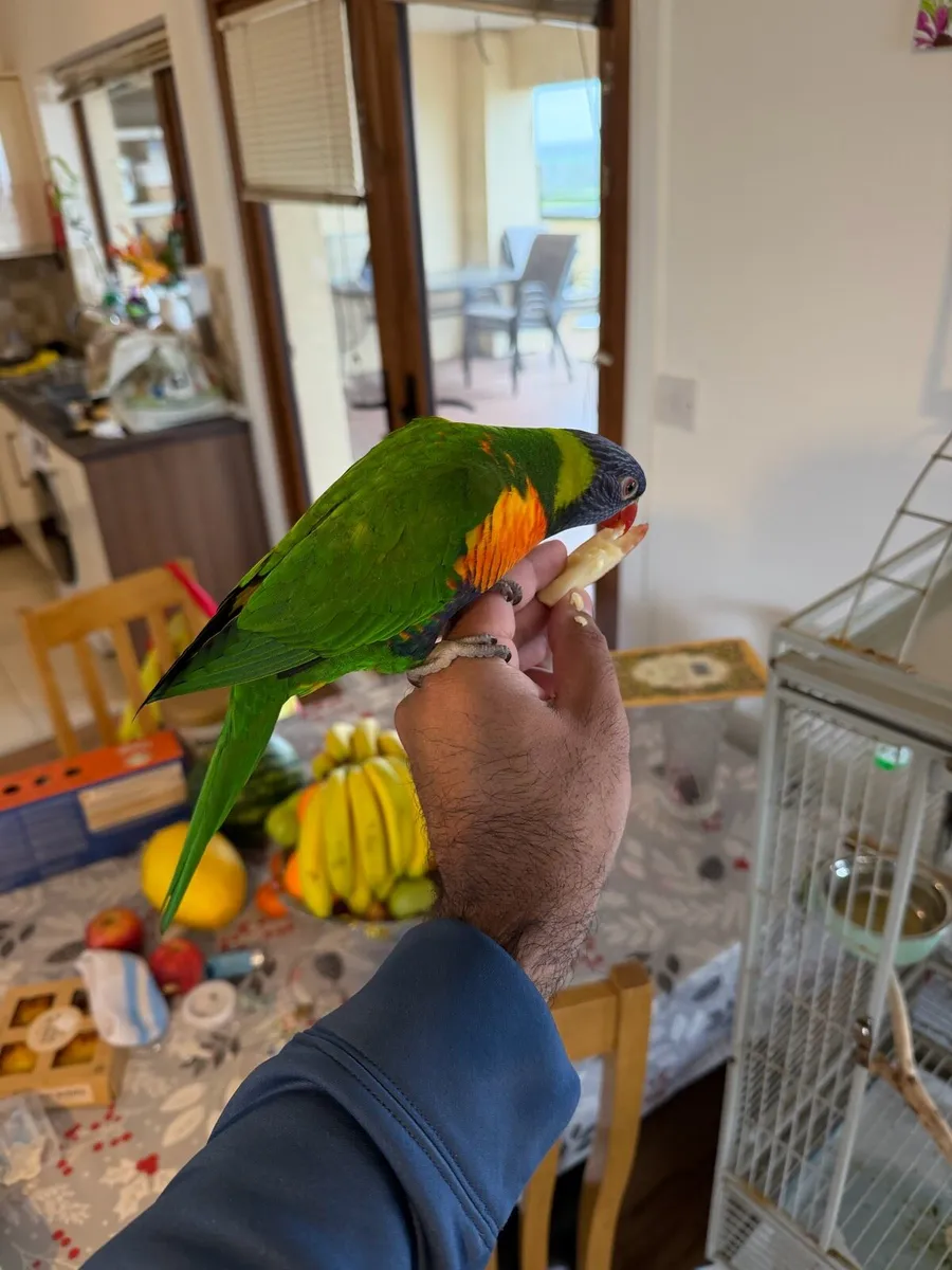 Hand reared rainbow lorikeet tame - Image 3