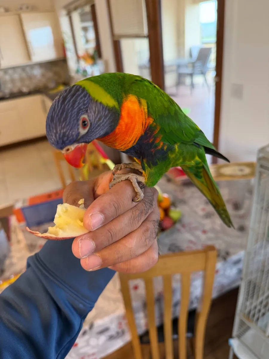 Hand reared rainbow lorikeet tame - Image 4