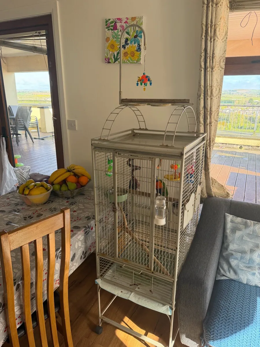 Hand reared rainbow lorikeet tame - Image 2