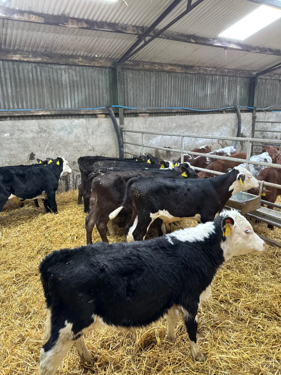 Angus and Hereford bulls - Image 1