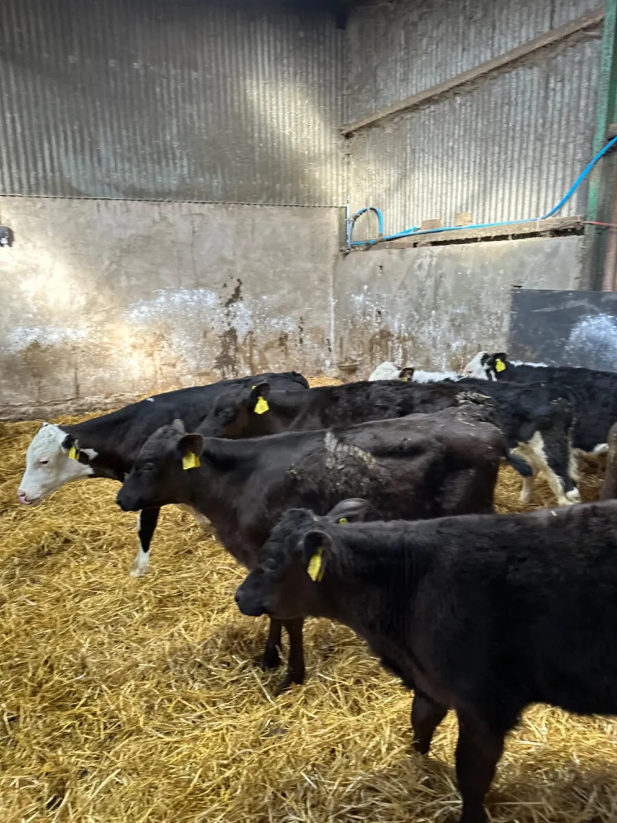 Angus and Hereford bulls - Image 4