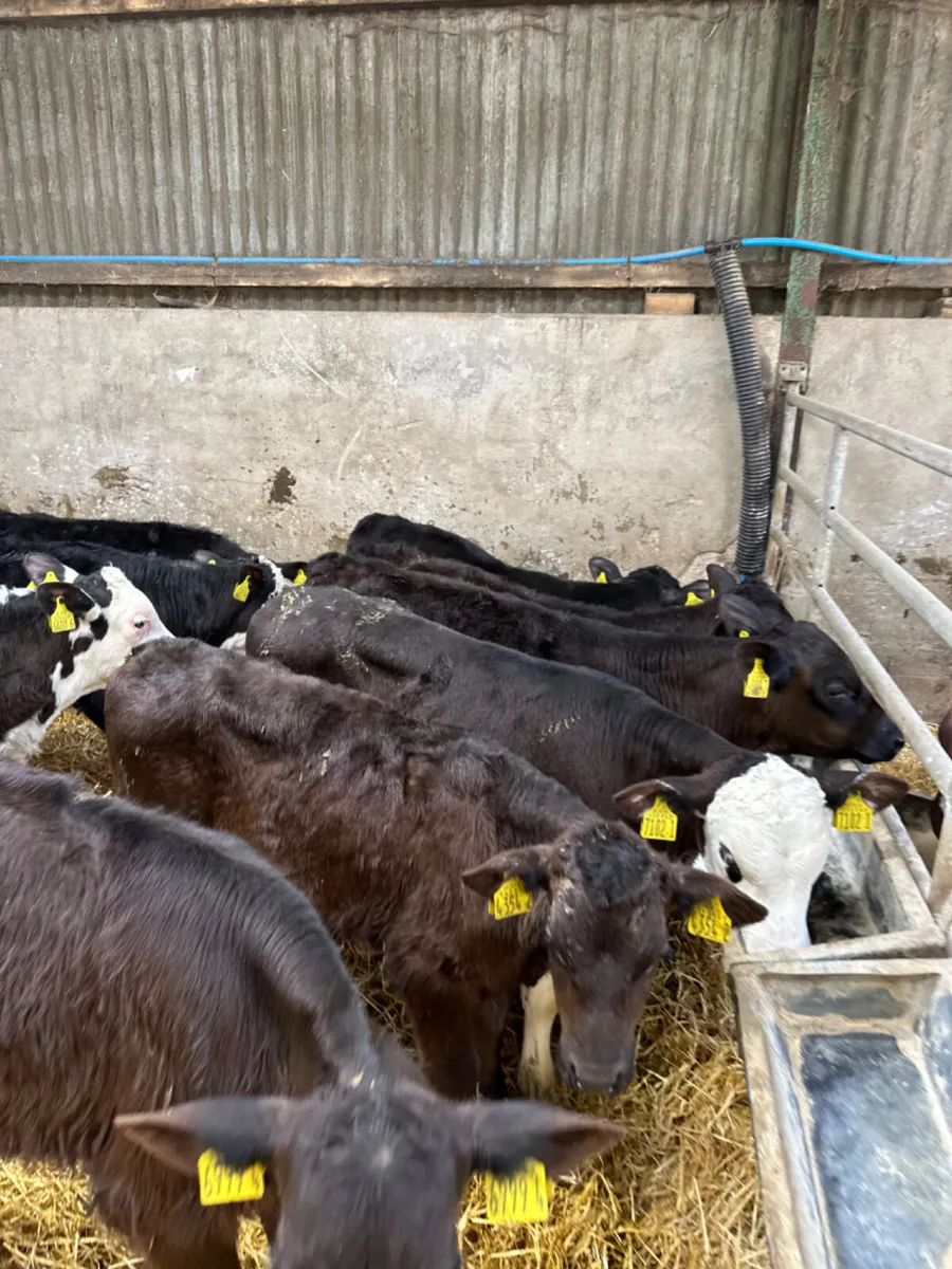 Angus and Hereford bulls - Image 3