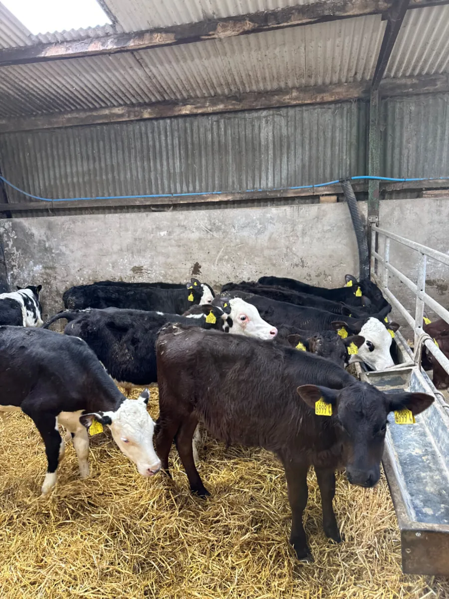 Angus and Hereford bulls - Image 2