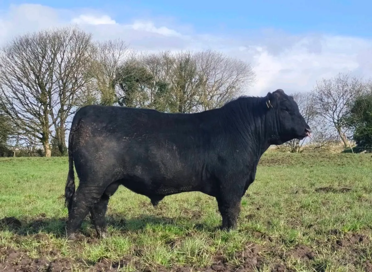Pedigree Angus bulls - Image 4