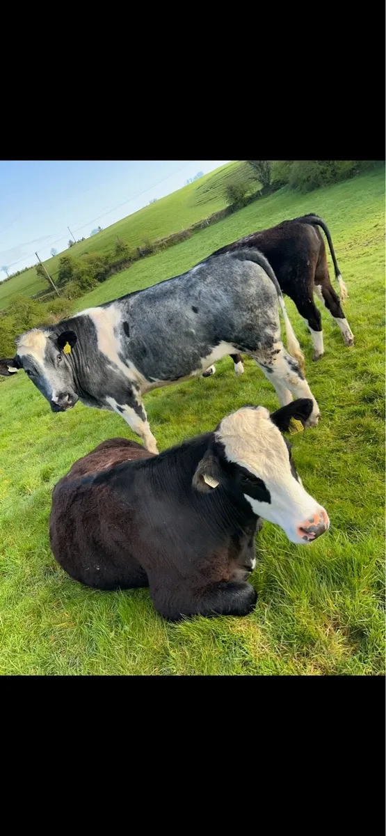 Hereford, Belgian Blue and Angus bullocks - Image 2