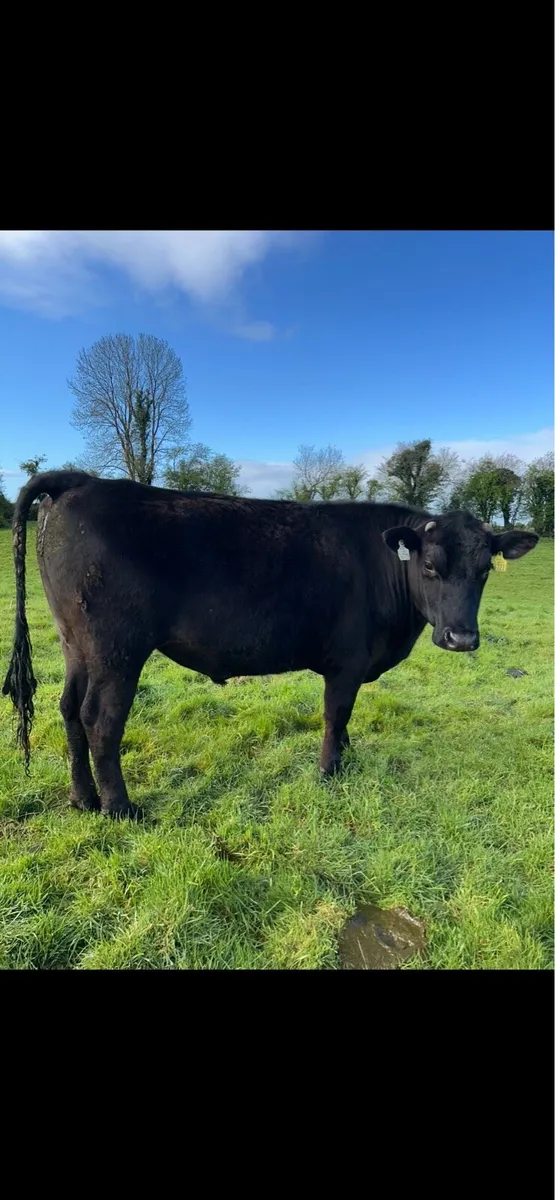 Hereford, Belgian Blue and Angus bullocks - Image 4