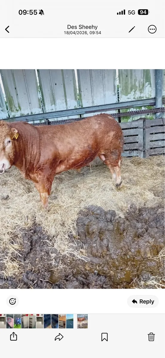 Pure breed limousine bull