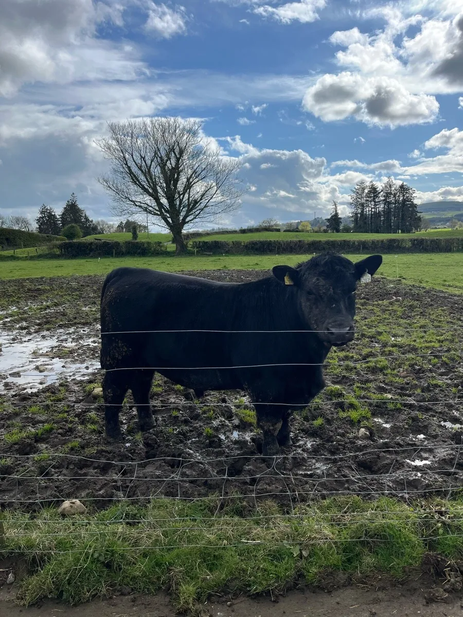 PBR AA bull - Image 2