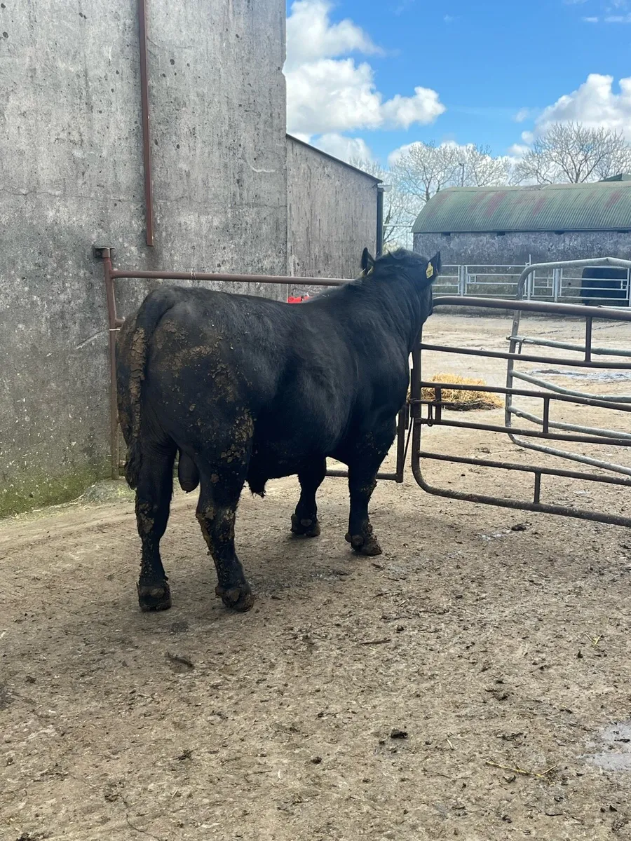 PBR AA bull - Image 3