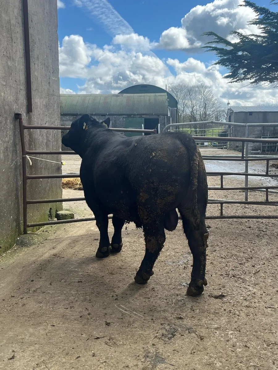 PBR AA bull - Image 1