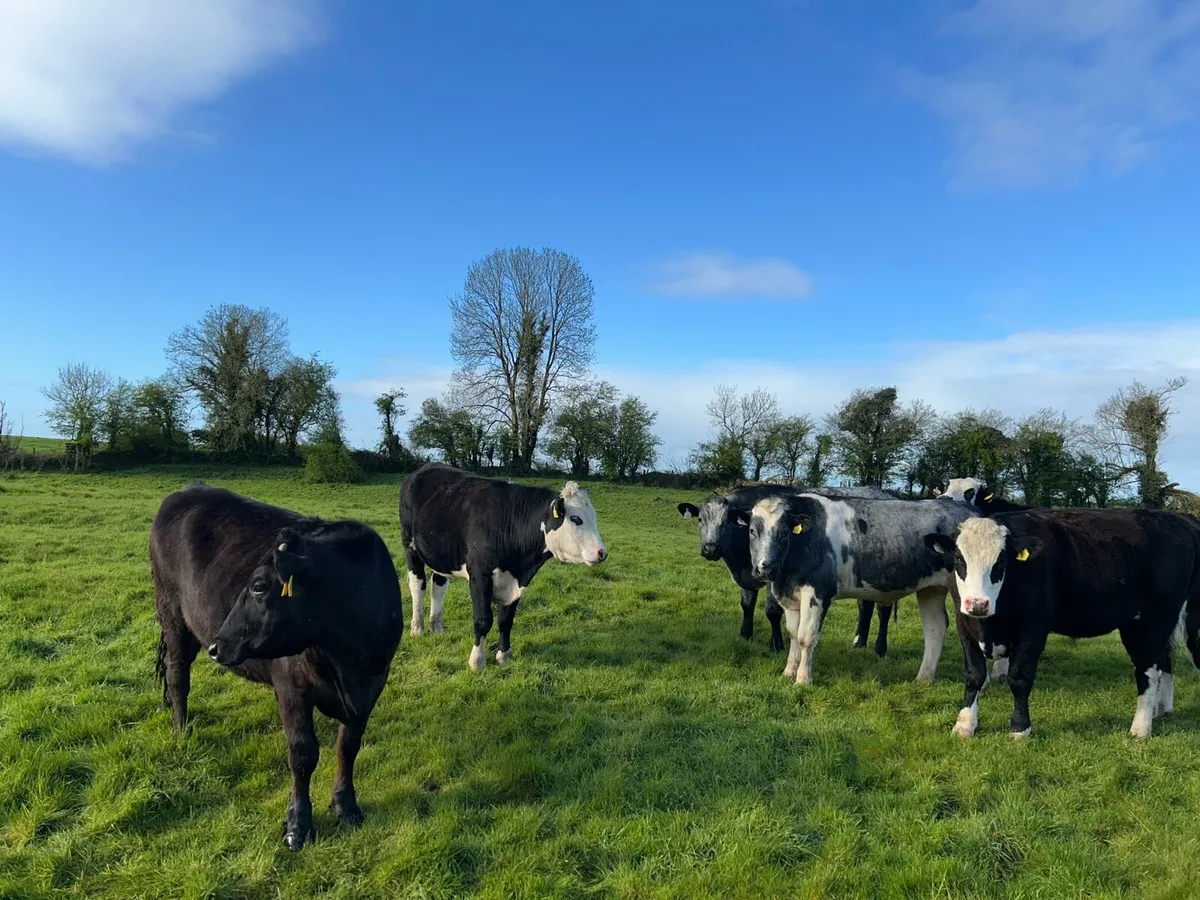 Hereford, Belgian Blue and Angus bullocks - Image 1