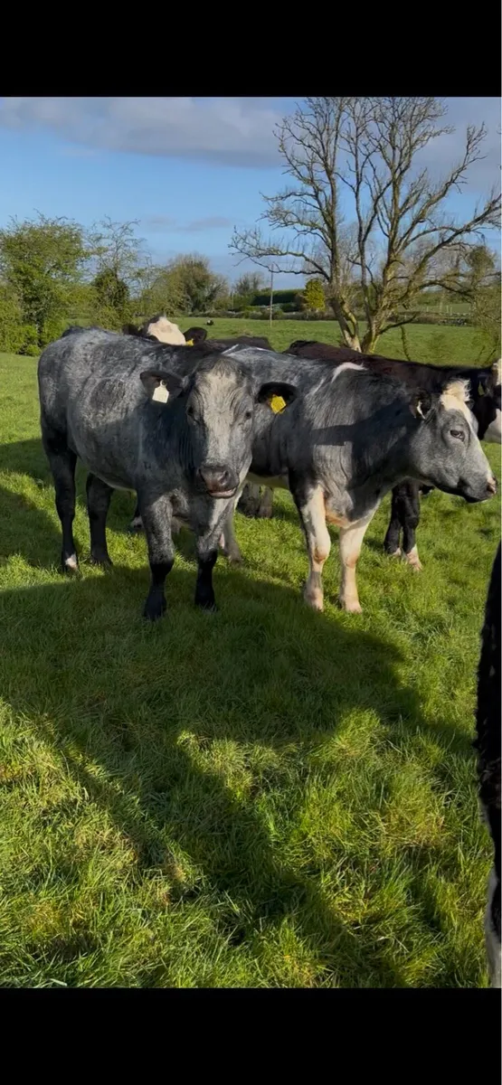 Hereford, Belgian Blue and Angus bullocks - Image 3