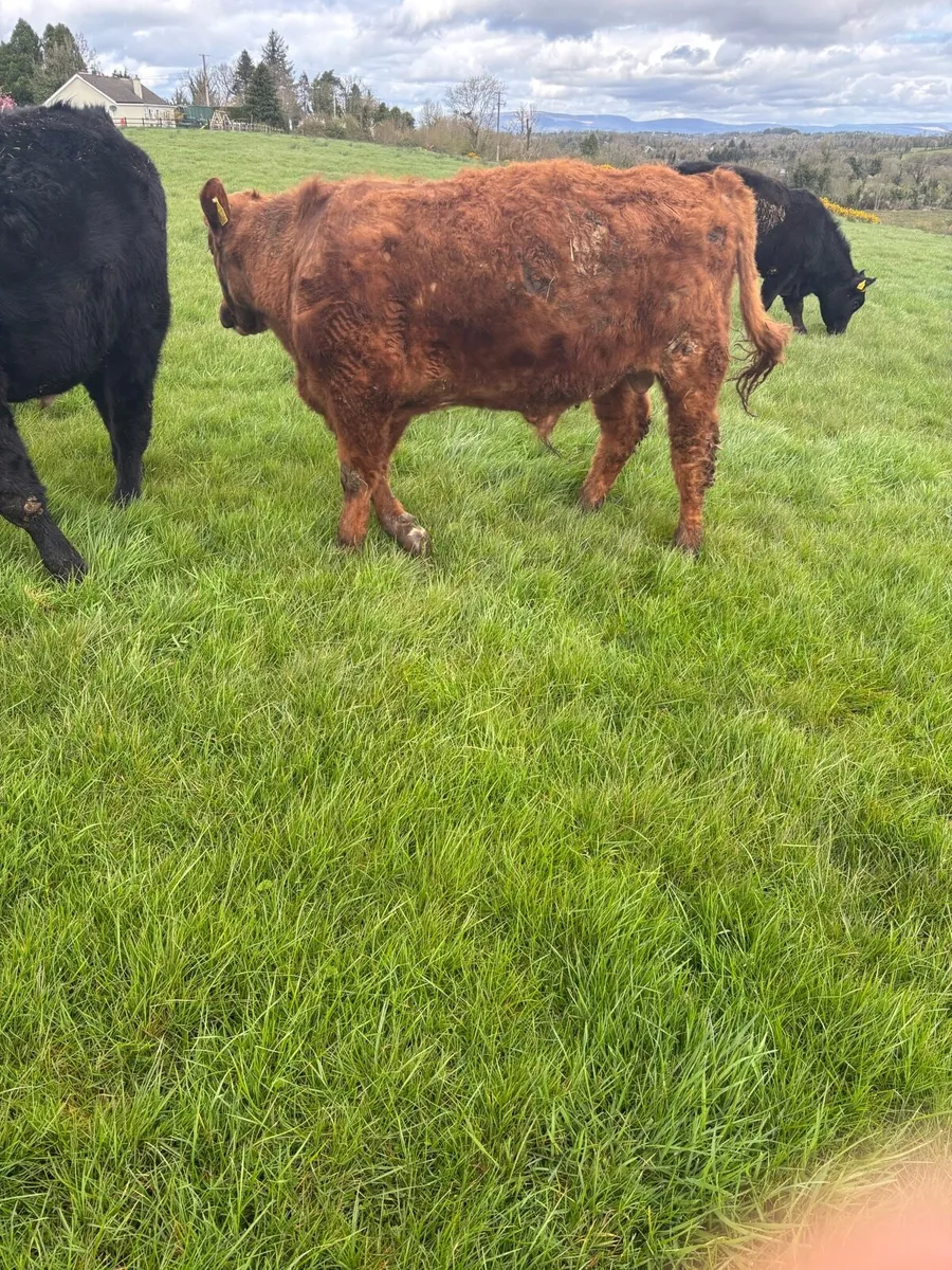 Organic weanling X4 - Image 1