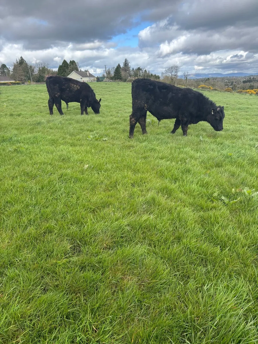 Organic weanling X4 - Image 2