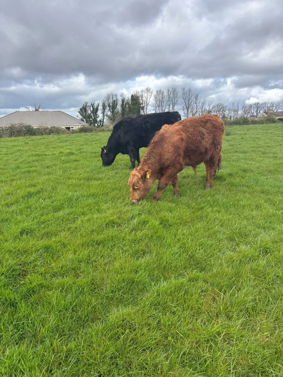 Organic weanling X4 - Image 3