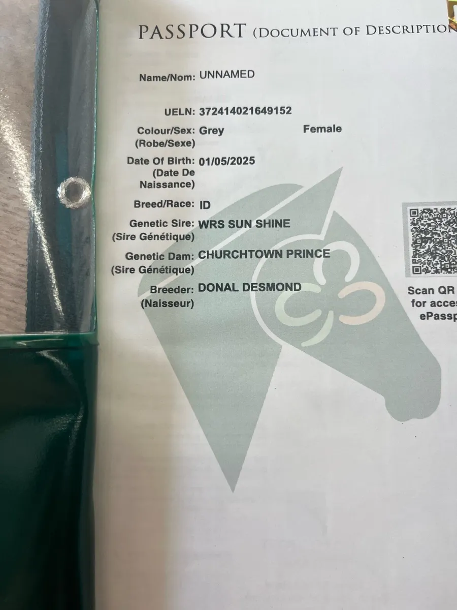 ID Yearling Filly - Image 2