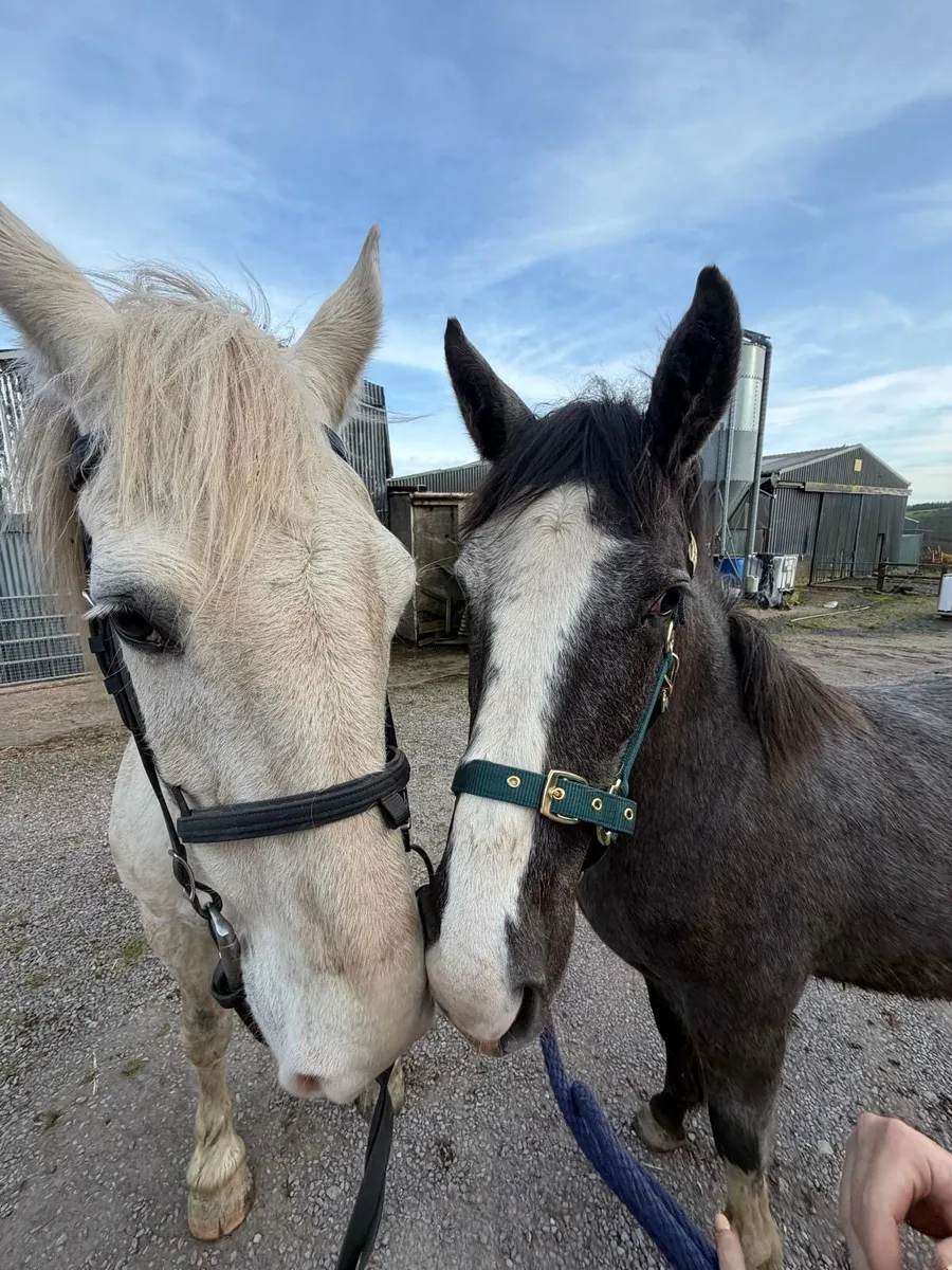ID Yearling Filly - Image 3