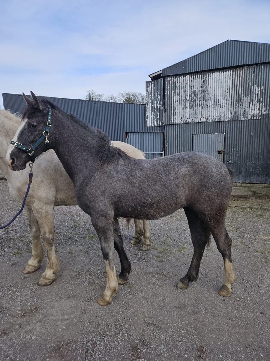 ID Yearling Filly - Image 4