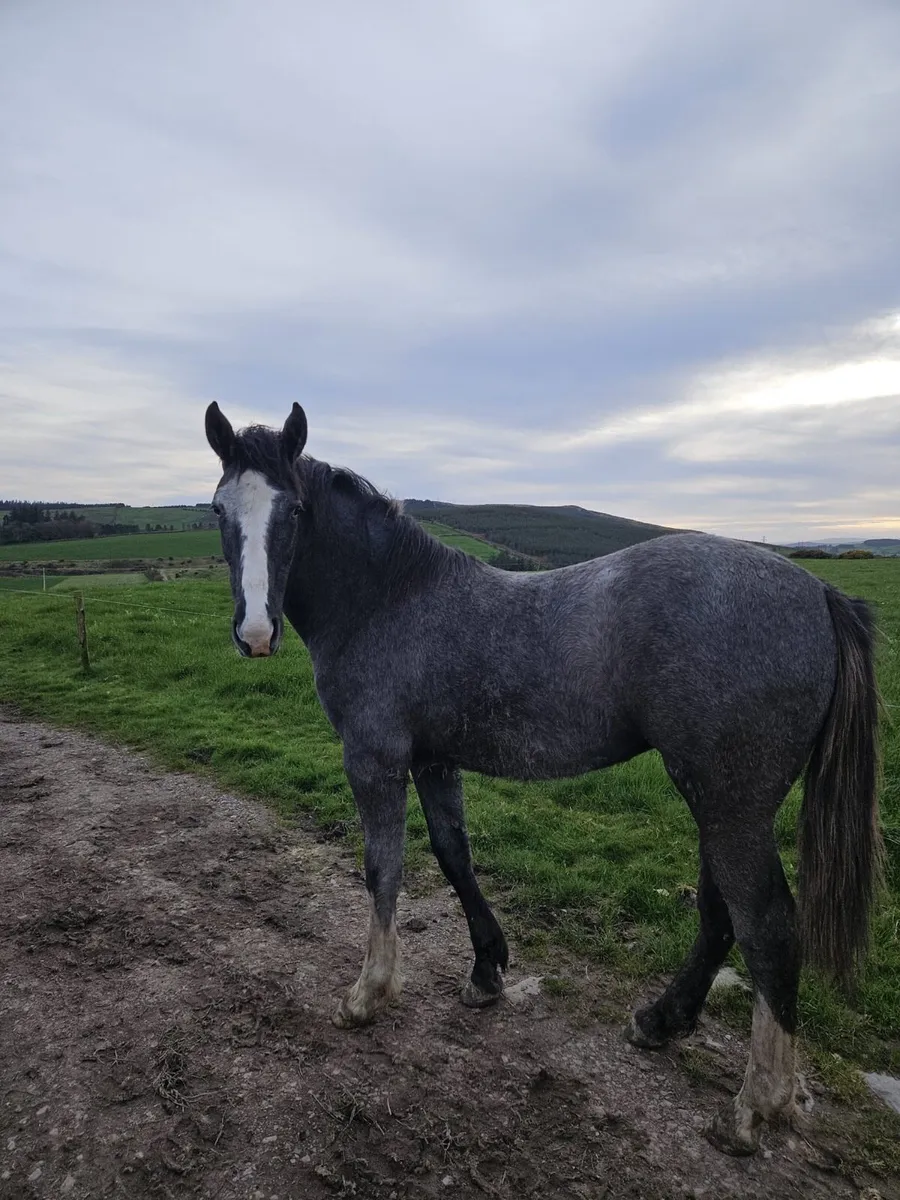 ID Yearling Filly - Image 1
