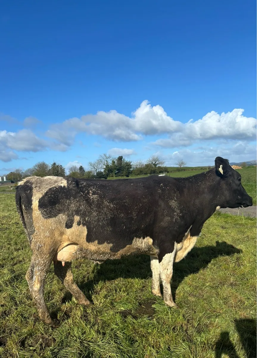 5 1st Lactation Cows - Image 1