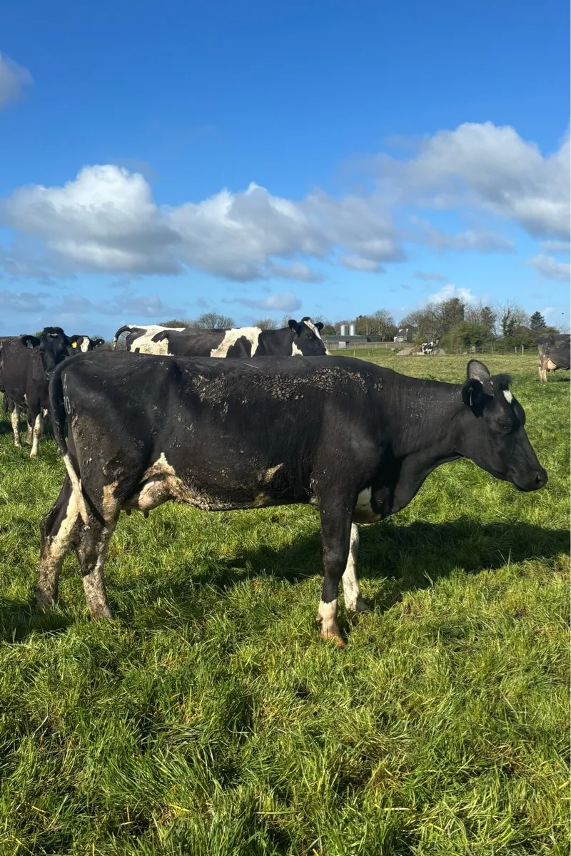 5 1st Lactation Cows - Image 2