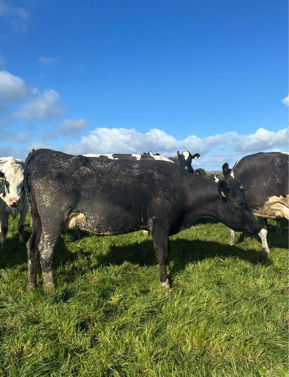 5 1st Lactation Cows - Image 3