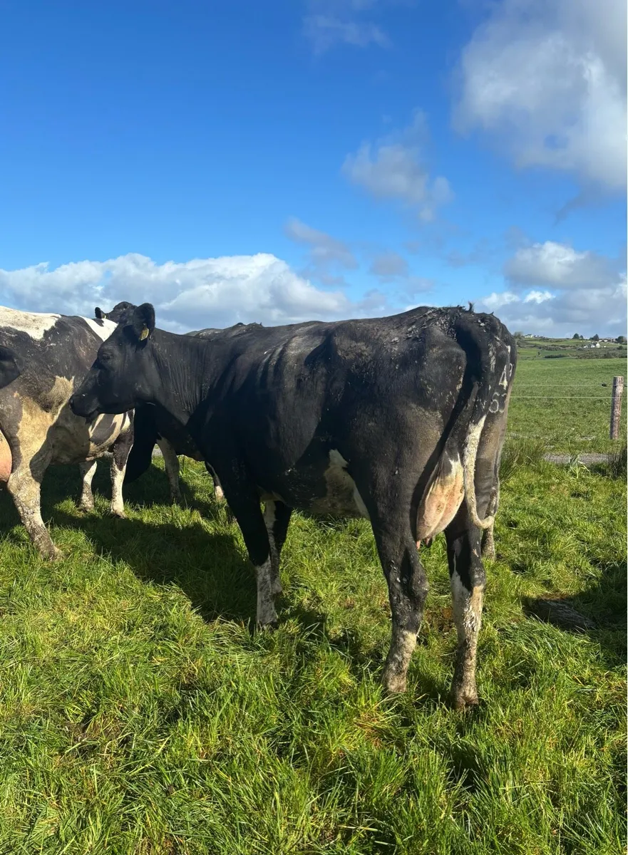 5 1st Lactation Cows - Image 4