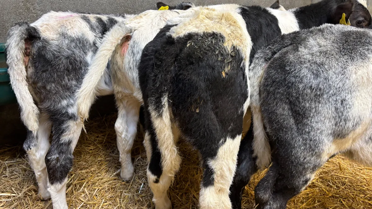 4 Super Belgian Blue Heifer Calves - Image 3