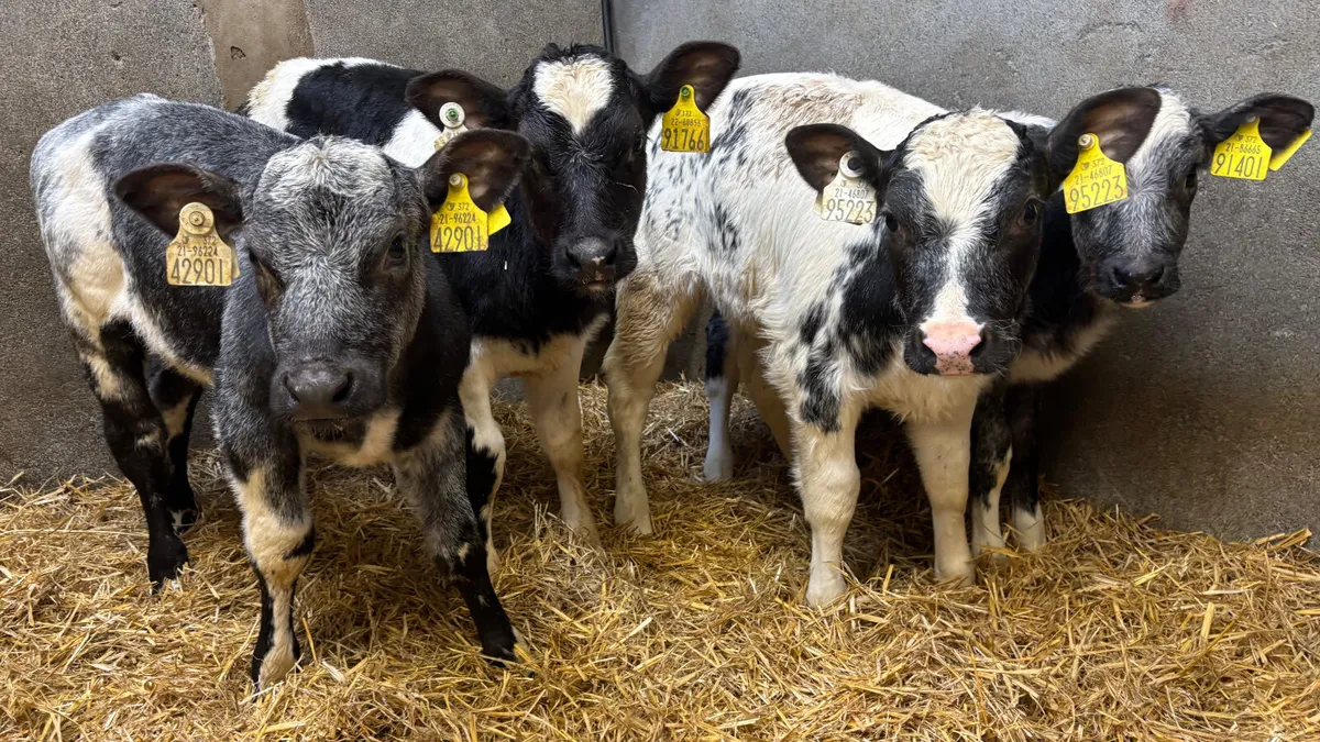 4 Super Belgian Blue Heifer Calves - Image 1
