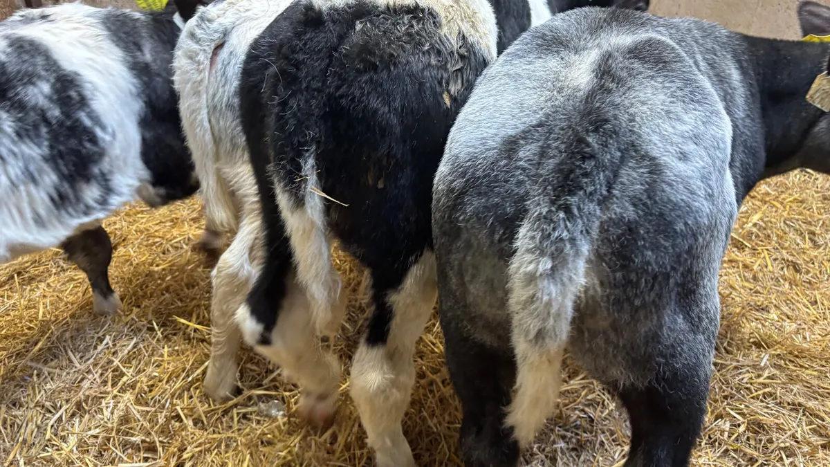 4 Super Belgian Blue Heifer Calves - Image 2
