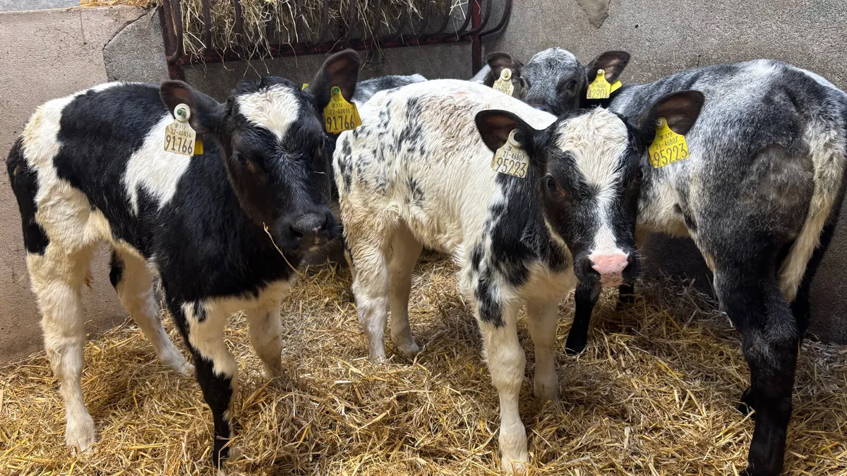 4 Super Belgian Blue Heifer Calves - Image 4