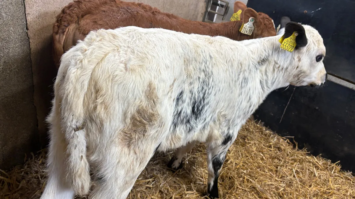 2 Suckler Bred Heifer Calves - Image 2