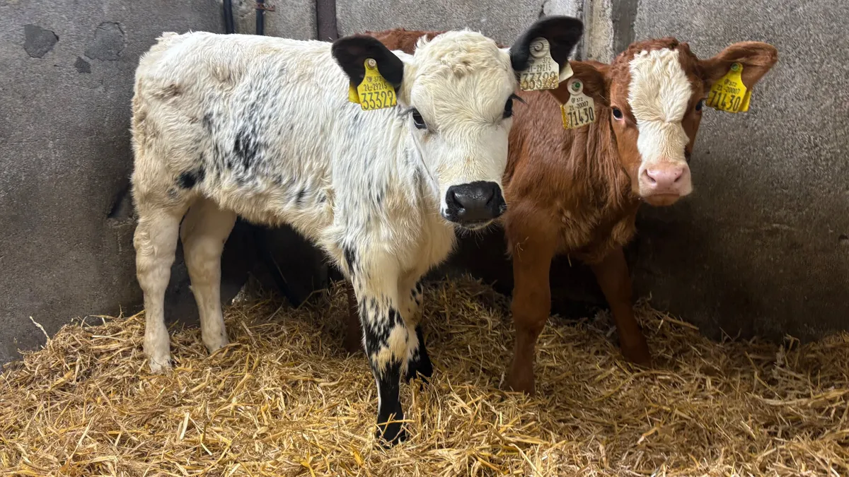 2 Suckler Bred Heifer Calves - Image 1