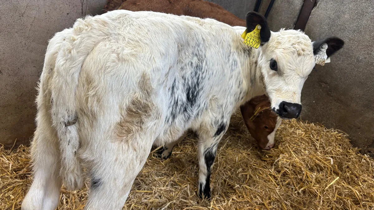 2 Suckler Bred Heifer Calves - Image 4