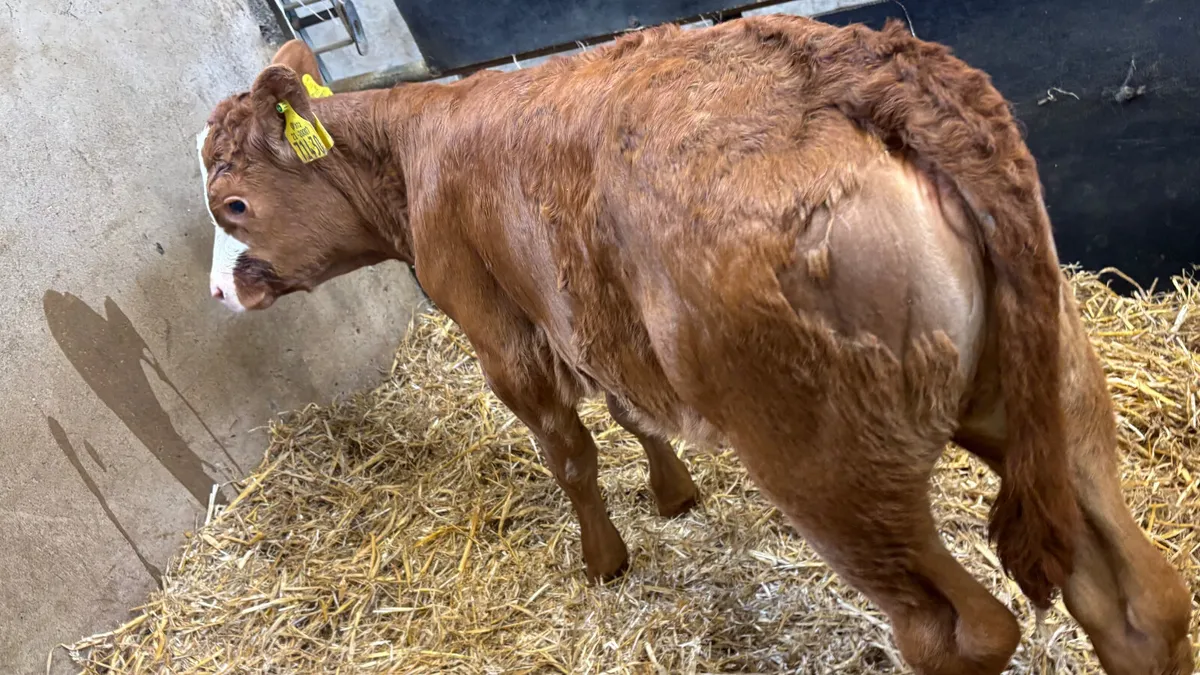 2 Suckler Bred Heifer Calves - Image 3