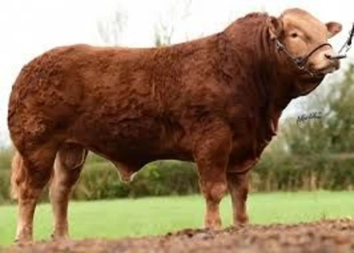 **WANTED** British Friesian x Limousin Heifers - Image 1