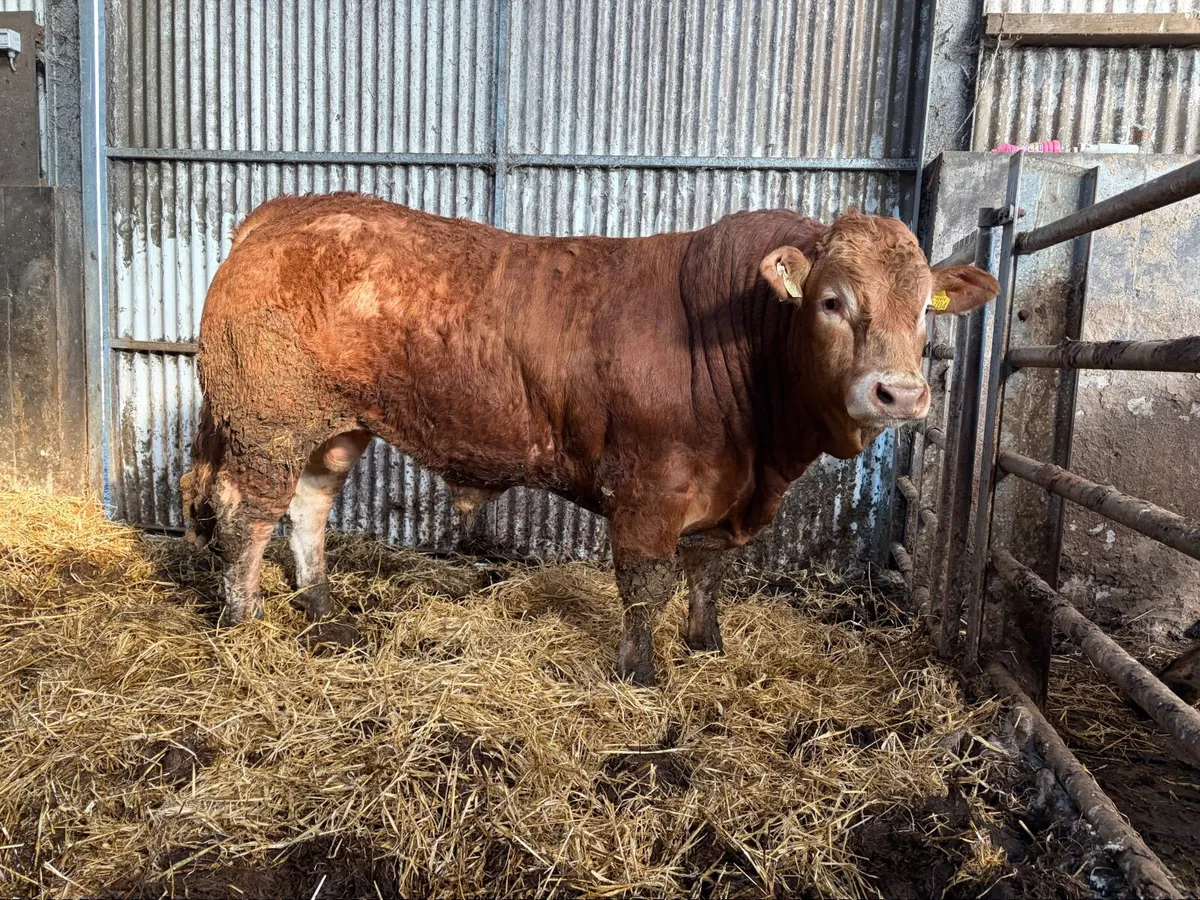 PBR Limousin Bulls - Image 2