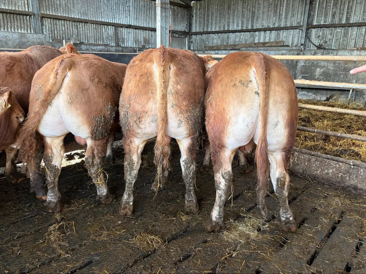 PBR Limousin Bulls - Image 3