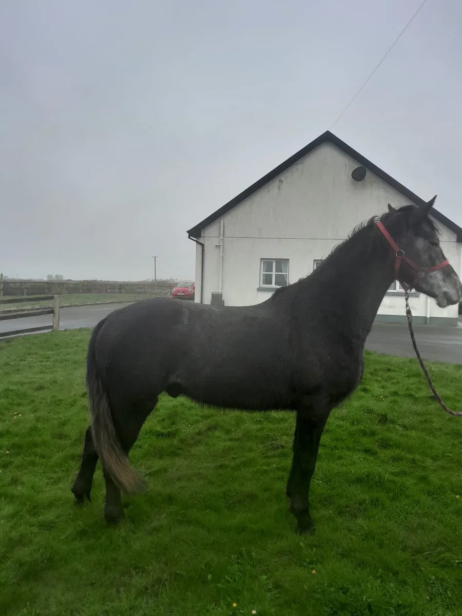 Top class gelding sale