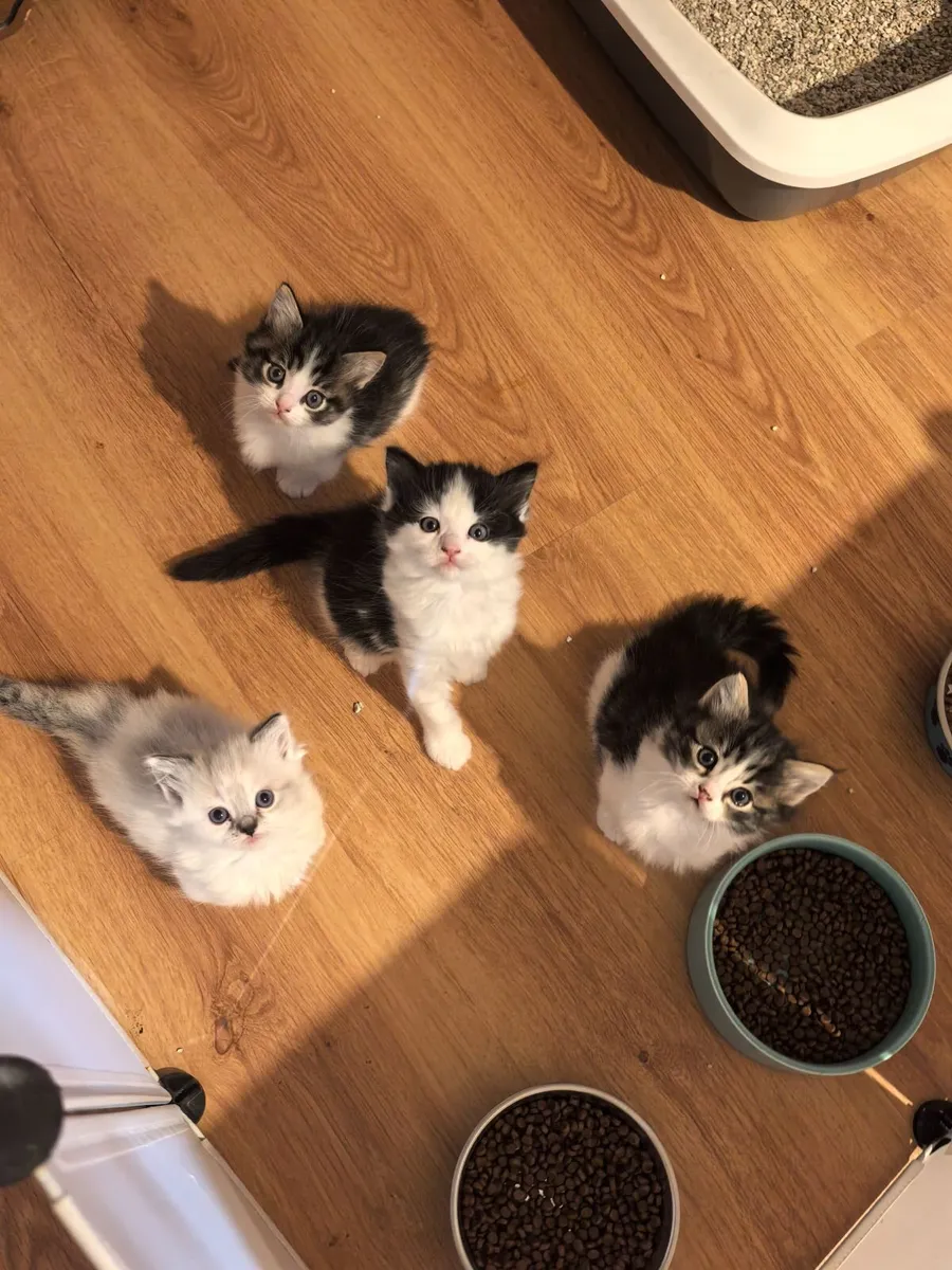 Kittens Ragdoll Mix   [Sold pending collection} - Image 1